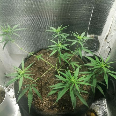 Colombia Punto Rojo growlog timeline photo