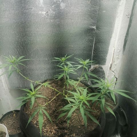Colombia Punto Rojo growlog timeline photo