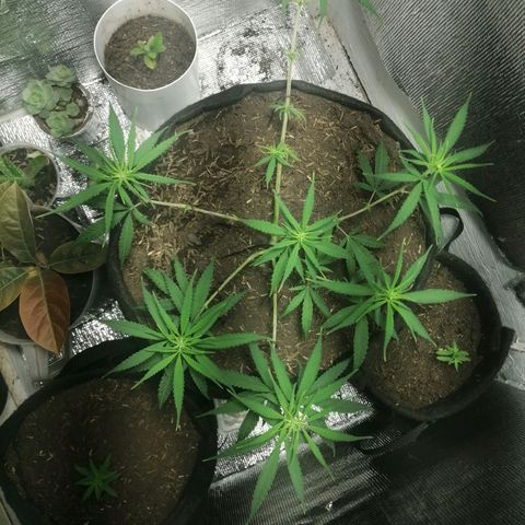 Colombia Punto Rojo growlog timeline photo
