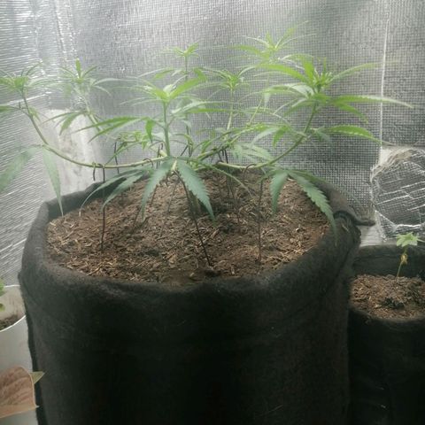 Colombia Punto Rojo growlog timeline photo