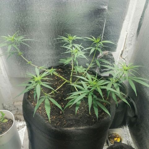 Colombia Punto Rojo growlog timeline photo