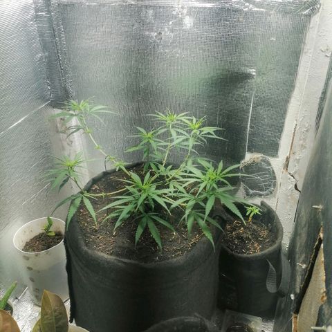 Colombia Punto Rojo growlog timeline photo
