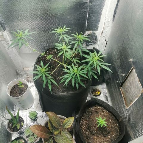 Colombia Punto Rojo growlog timeline photo