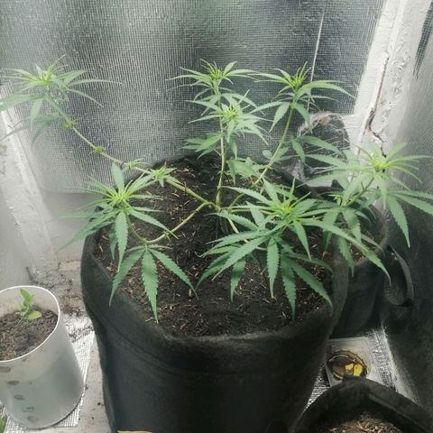 Colombia Punto Rojo growlog timeline photo