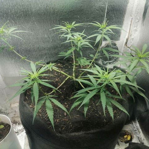 Colombia Punto Rojo growlog timeline photo
