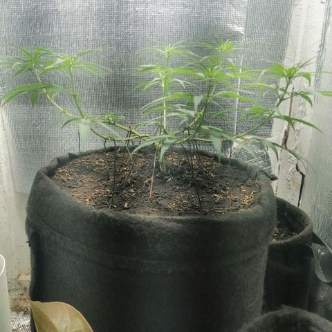 Colombia Punto Rojo growlog timeline photo