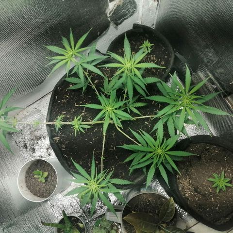 Colombia Punto Rojo growlog timeline photo