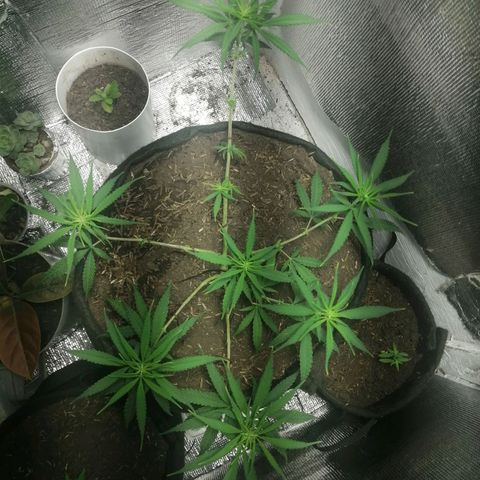 Colombia Punto Rojo growlog timeline photo