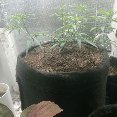 Colombia Punto Rojo growlog timeline photo