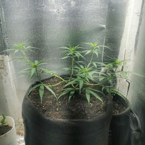 Colombia Punto Rojo growlog timeline photo