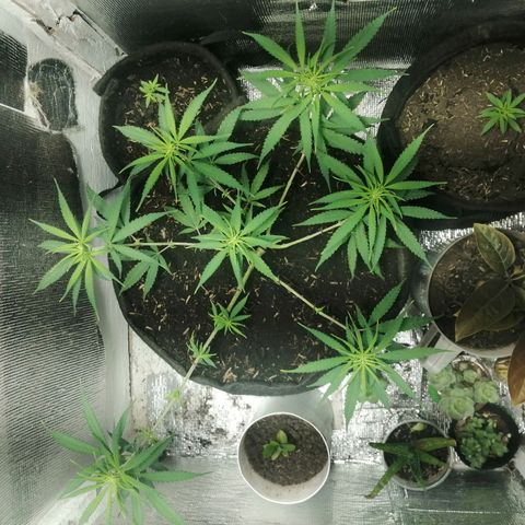 Colombia Punto Rojo growlog timeline photo