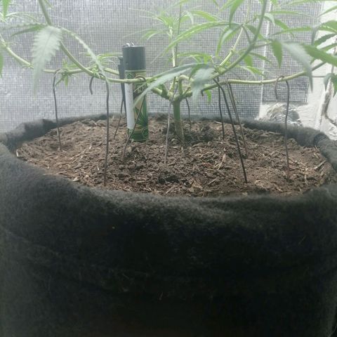 Colombia Punto Rojo growlog timeline photo