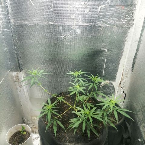 Colombia Punto Rojo growlog timeline photo