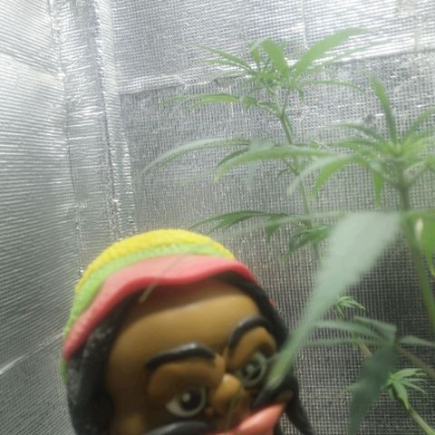 Colombia Punto Rojo growlog timeline photo