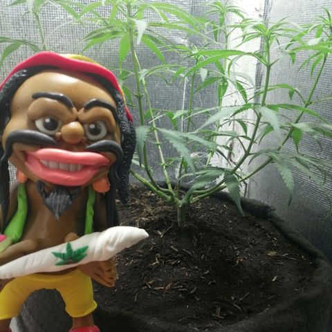 Colombia Punto Rojo growlog timeline photo