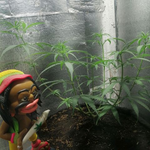 Colombia Punto Rojo growlog timeline photo