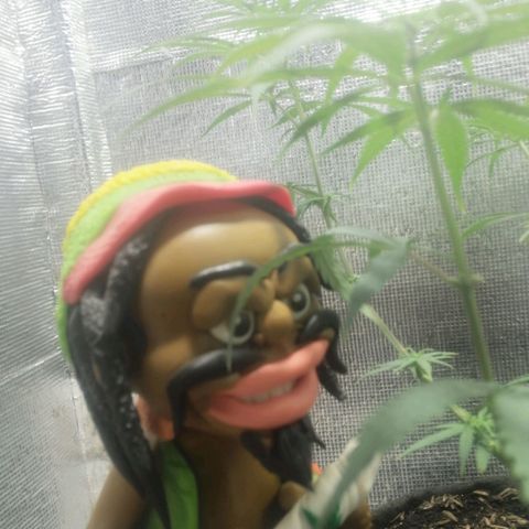 Colombia Punto Rojo growlog timeline photo