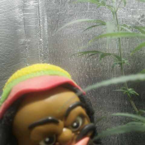 Colombia Punto Rojo growlog timeline photo