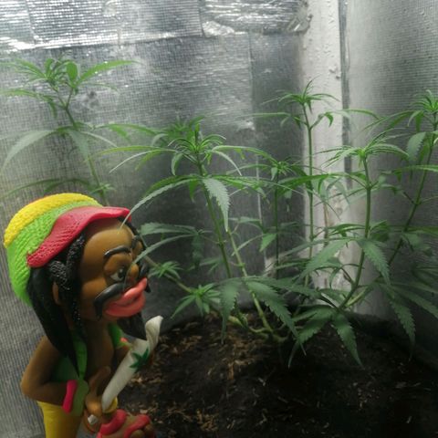 Colombia Punto Rojo growlog timeline photo