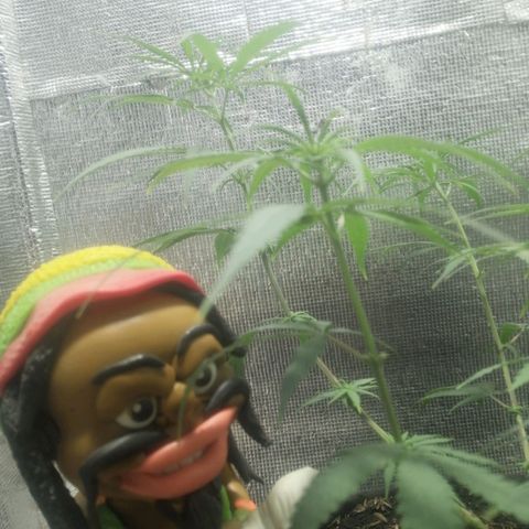 Colombia Punto Rojo growlog timeline photo