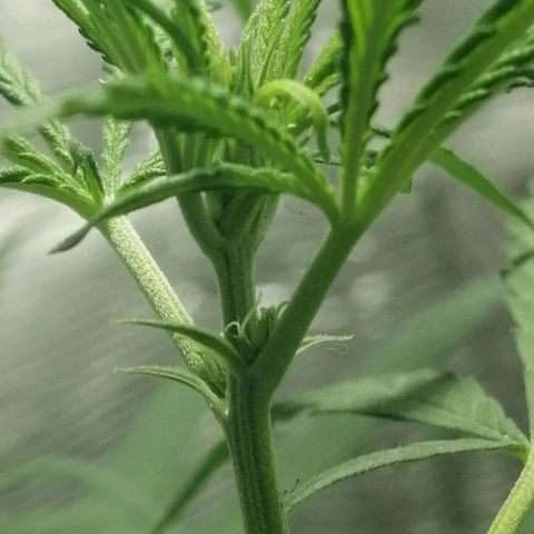 Colombia Punto Rojo growlog timeline photo