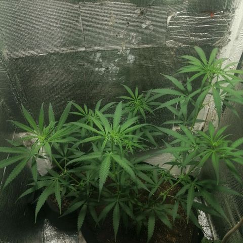 Colombia Punto Rojo growlog timeline photo