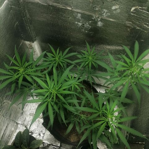 Colombia Punto Rojo growlog timeline photo