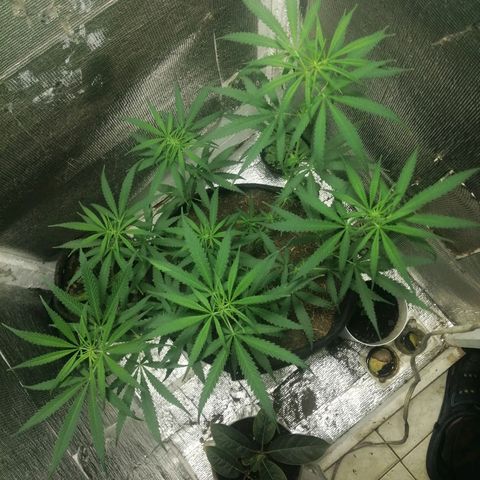 Colombia Punto Rojo growlog timeline photo