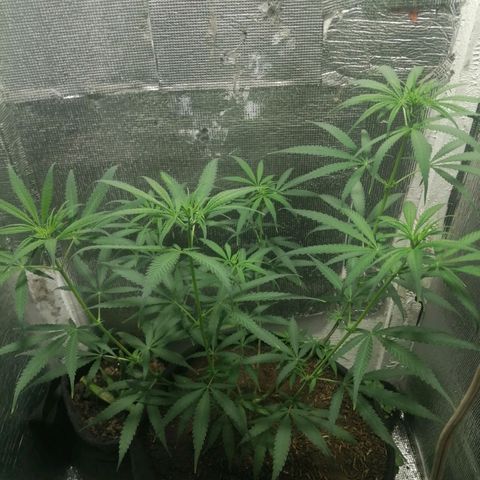 Colombia Punto Rojo growlog timeline photo