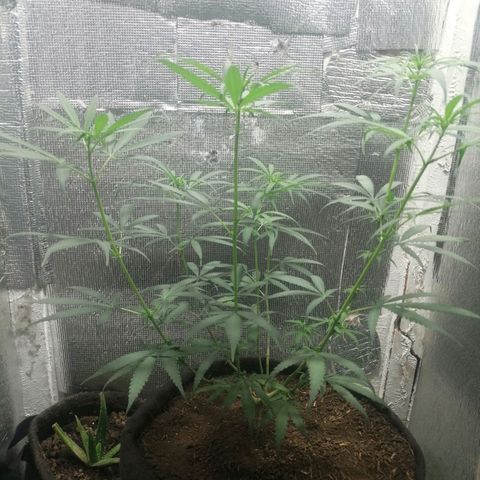 Colombia Punto Rojo growlog timeline photo