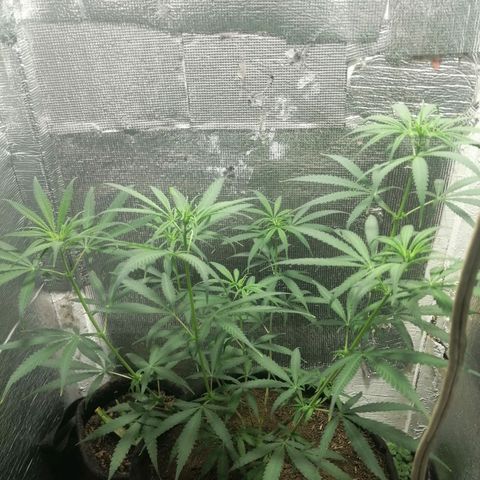 Colombia Punto Rojo growlog timeline photo