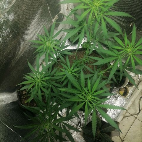 Colombia Punto Rojo growlog timeline photo