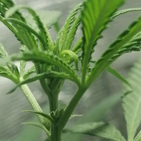 Colombia Punto Rojo growlog timeline photo