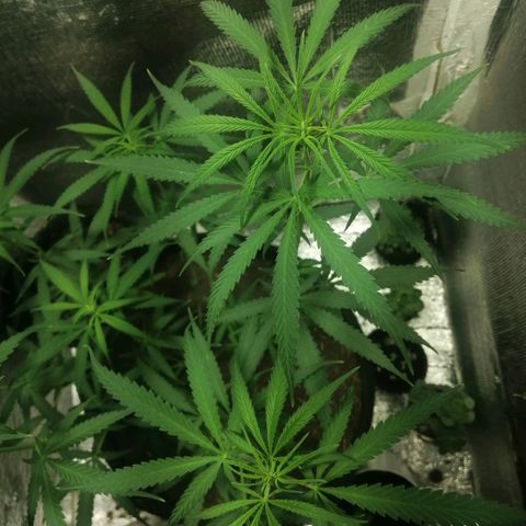 Colombia Punto Rojo growlog timeline photo