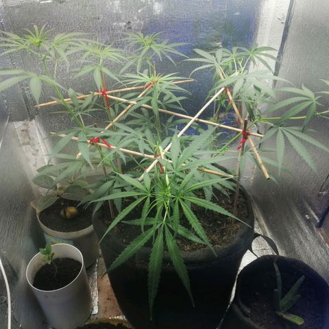 Colombia Punto Rojo growlog timeline photo