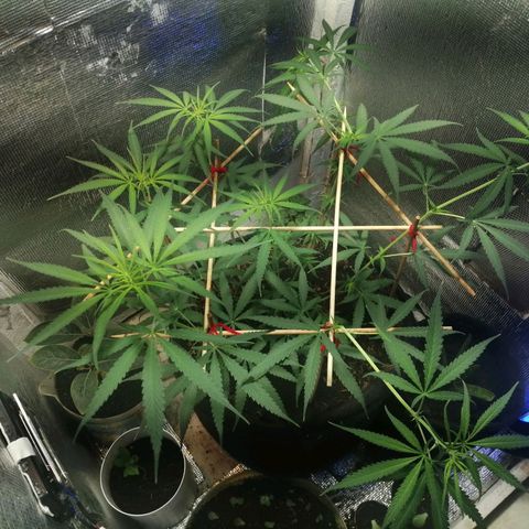 Colombia Punto Rojo growlog timeline photo