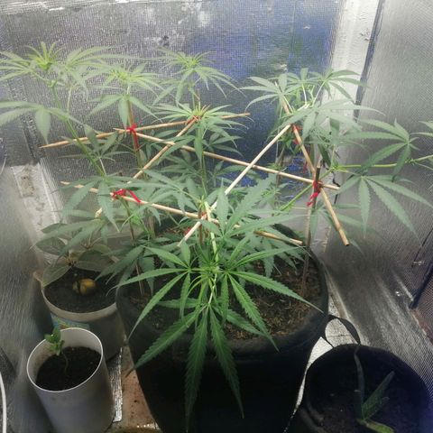 Colombia Punto Rojo growlog timeline photo