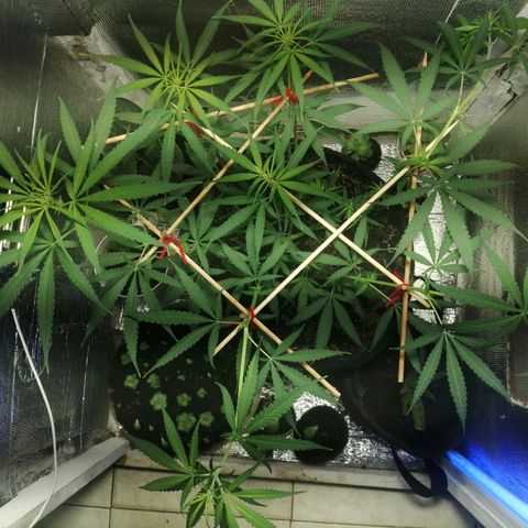 Colombia Punto Rojo growlog timeline photo