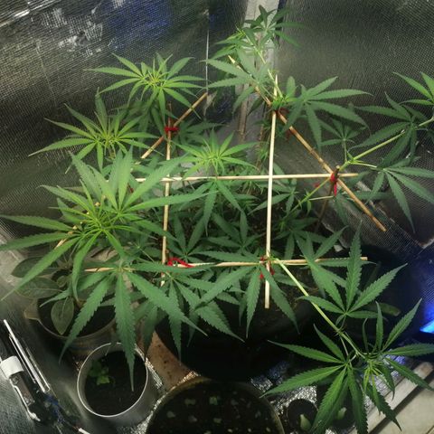 Colombia Punto Rojo growlog timeline photo