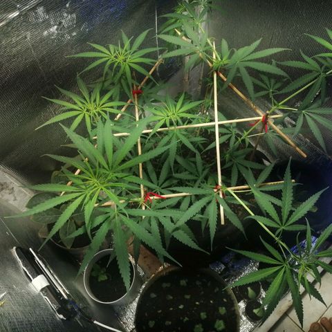 Colombia Punto Rojo growlog timeline photo