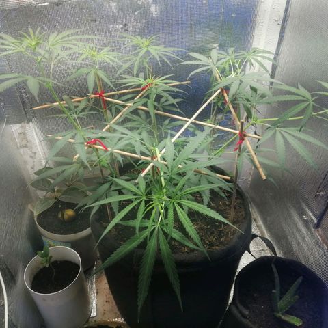Colombia Punto Rojo growlog timeline photo