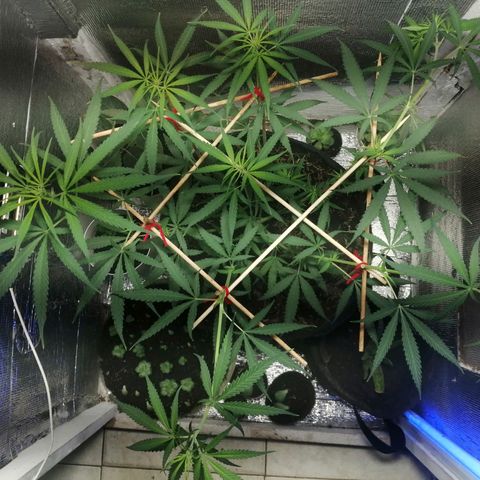 Colombia Punto Rojo growlog timeline photo