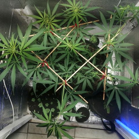 Colombia Punto Rojo growlog timeline photo