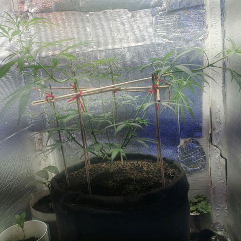 Colombia Punto Rojo growlog timeline photo