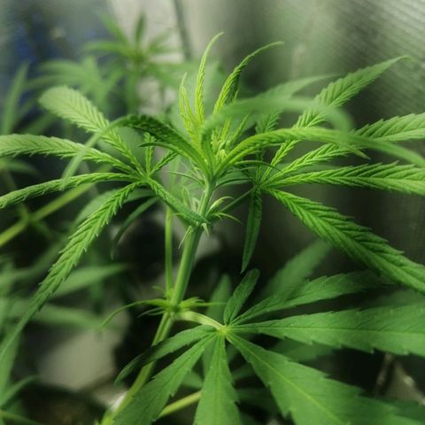 Colombia Punto Rojo growlog timeline photo