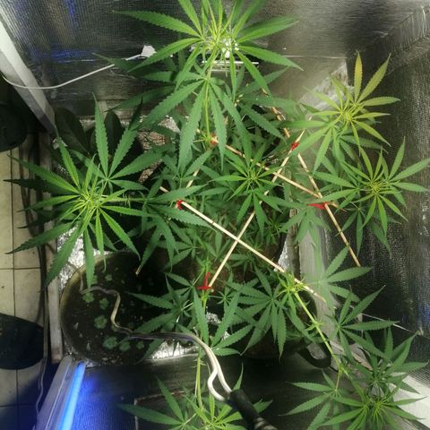 Colombia Punto Rojo growlog timeline photo