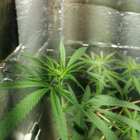 Colombia Punto Rojo growlog timeline photo