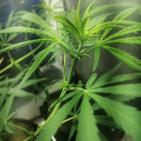 Colombia Punto Rojo growlog timeline photo