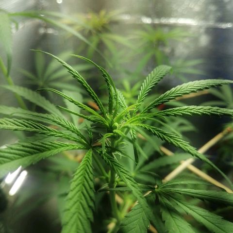 Colombia Punto Rojo growlog timeline photo