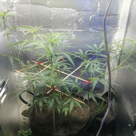 Colombia Punto Rojo growlog timeline photo